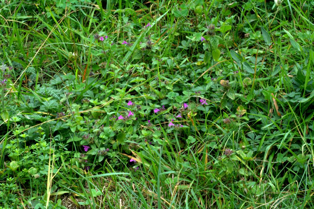 Clinopodium vulgare