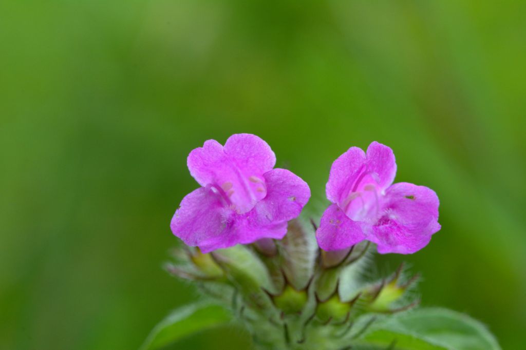 Clinopodium vulgare