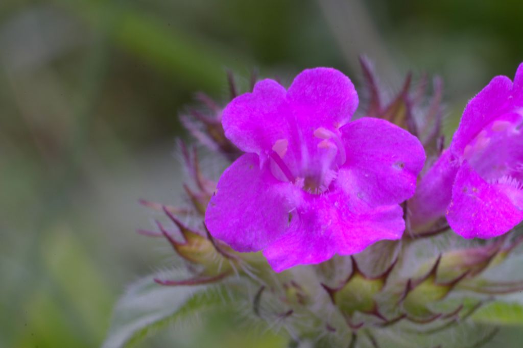 Clinopodium vulgare