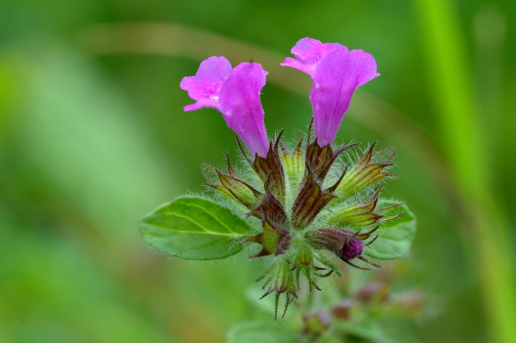 Clinopodium vulgare