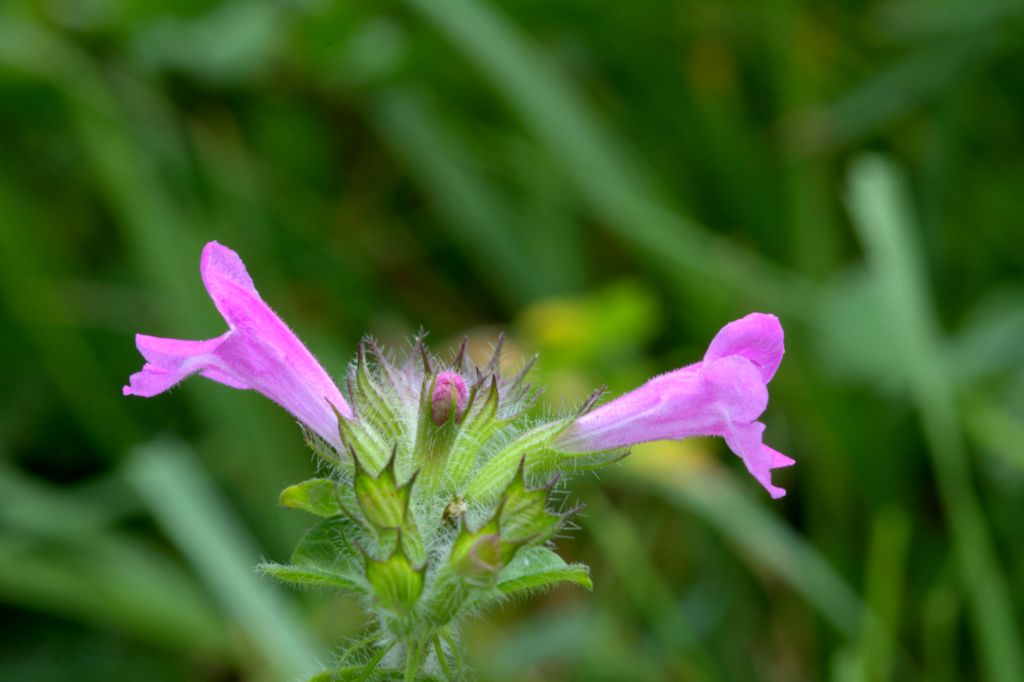 Clinopodium vulgare