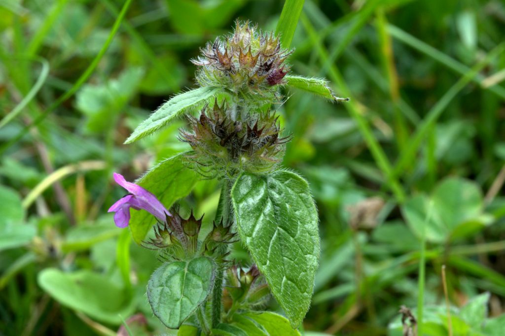 Clinopodium vulgare