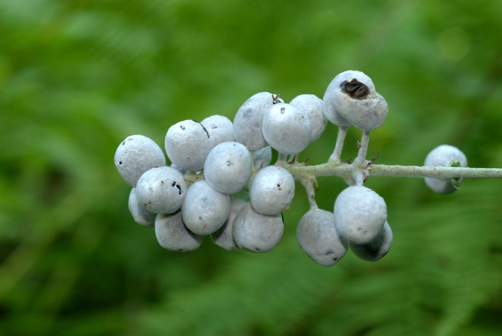 Da determinare - Actaea spicata