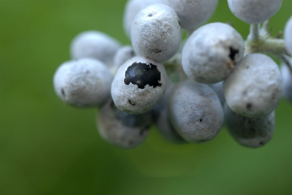 Da determinare - Actaea spicata