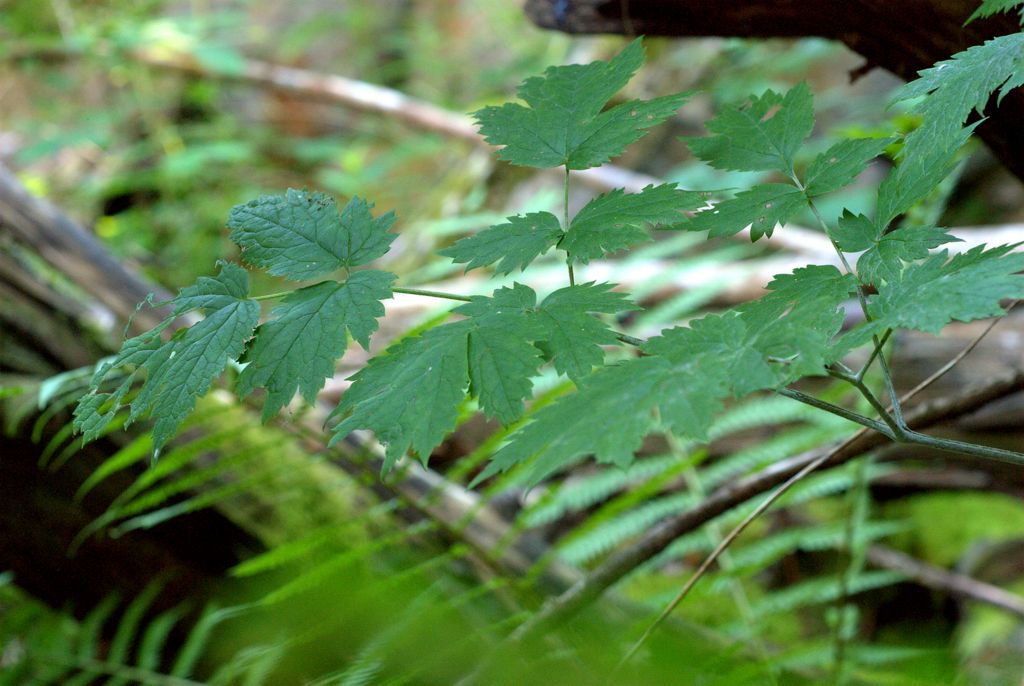 Da determinare - Actaea spicata