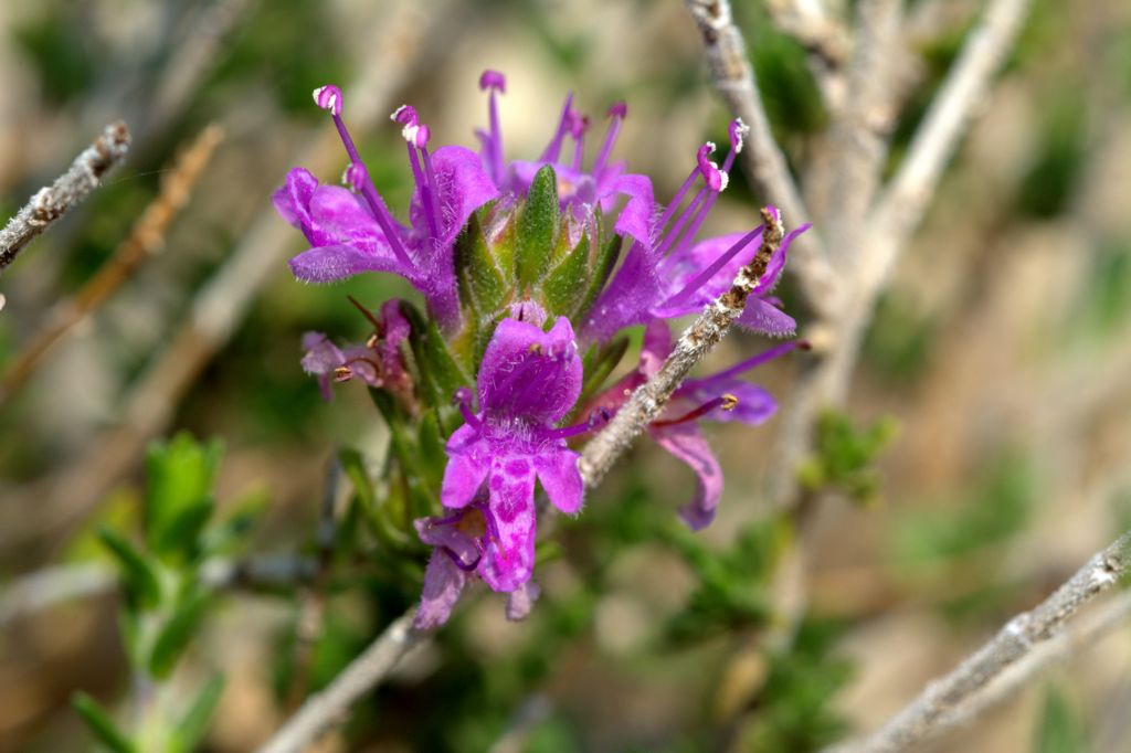 Thymbra capitata