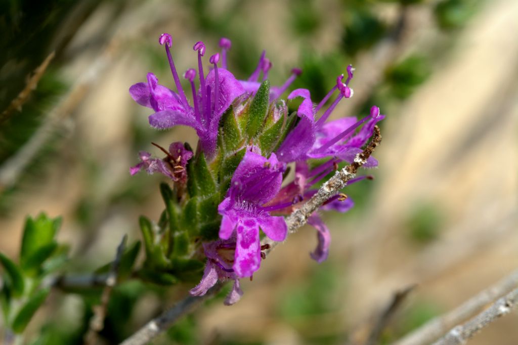 Thymbra capitata
