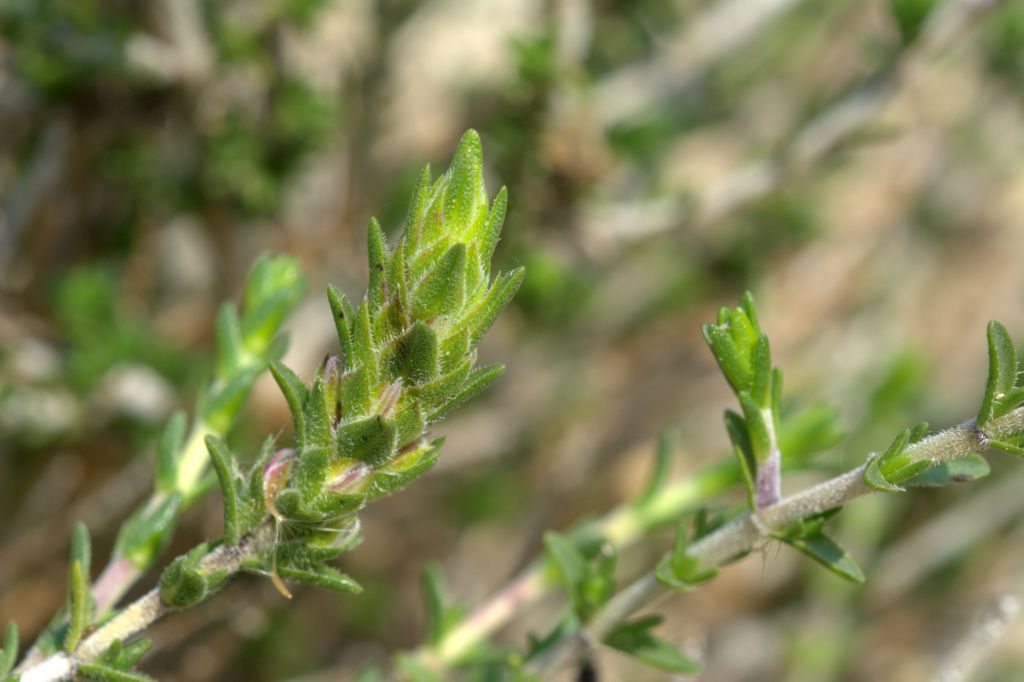 Thymbra capitata