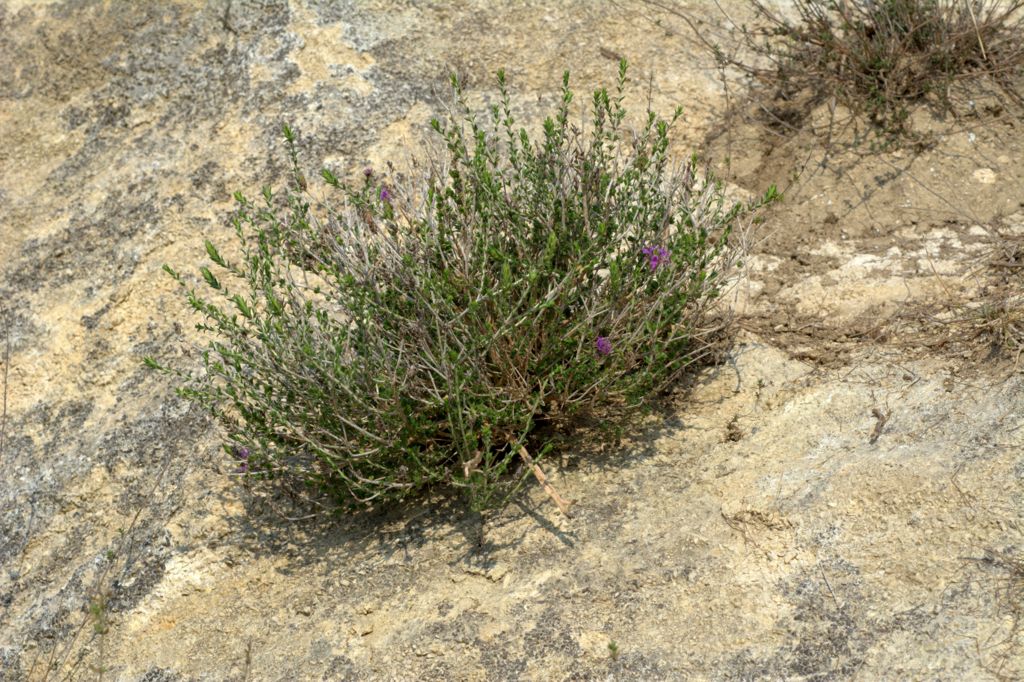 Thymbra capitata