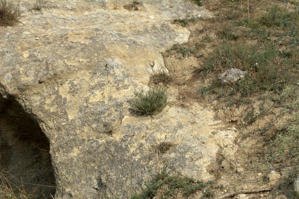 Thymbra capitata