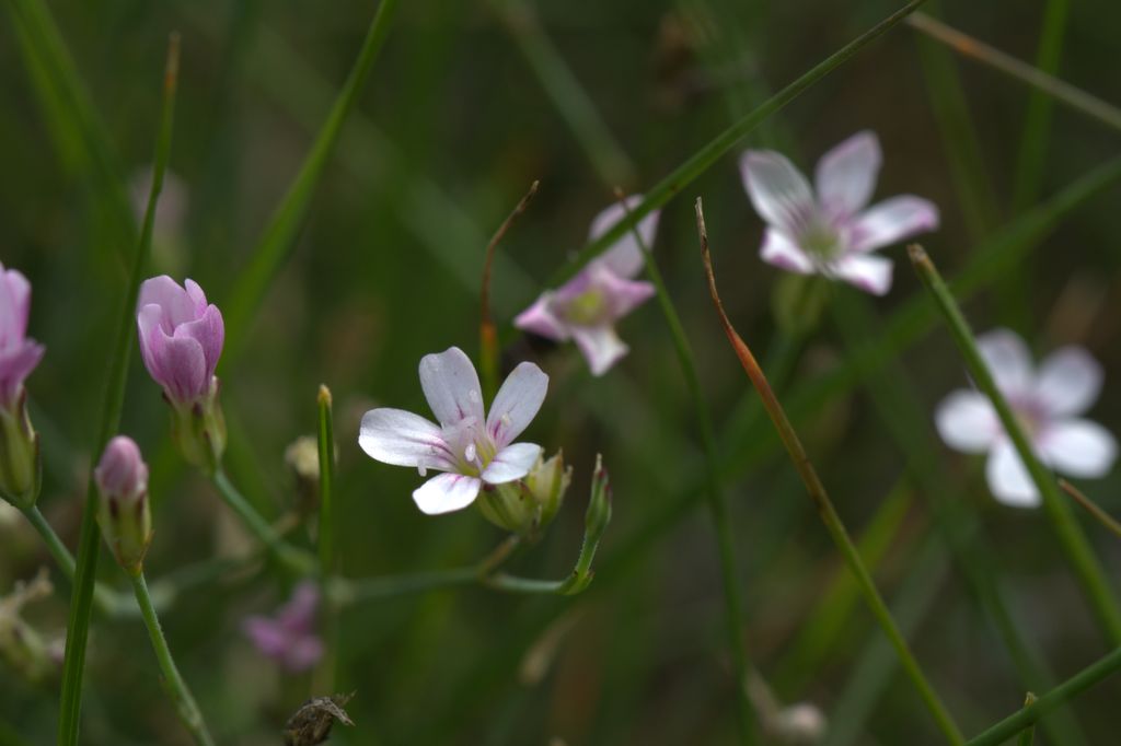 Petrorhagia saxifraga