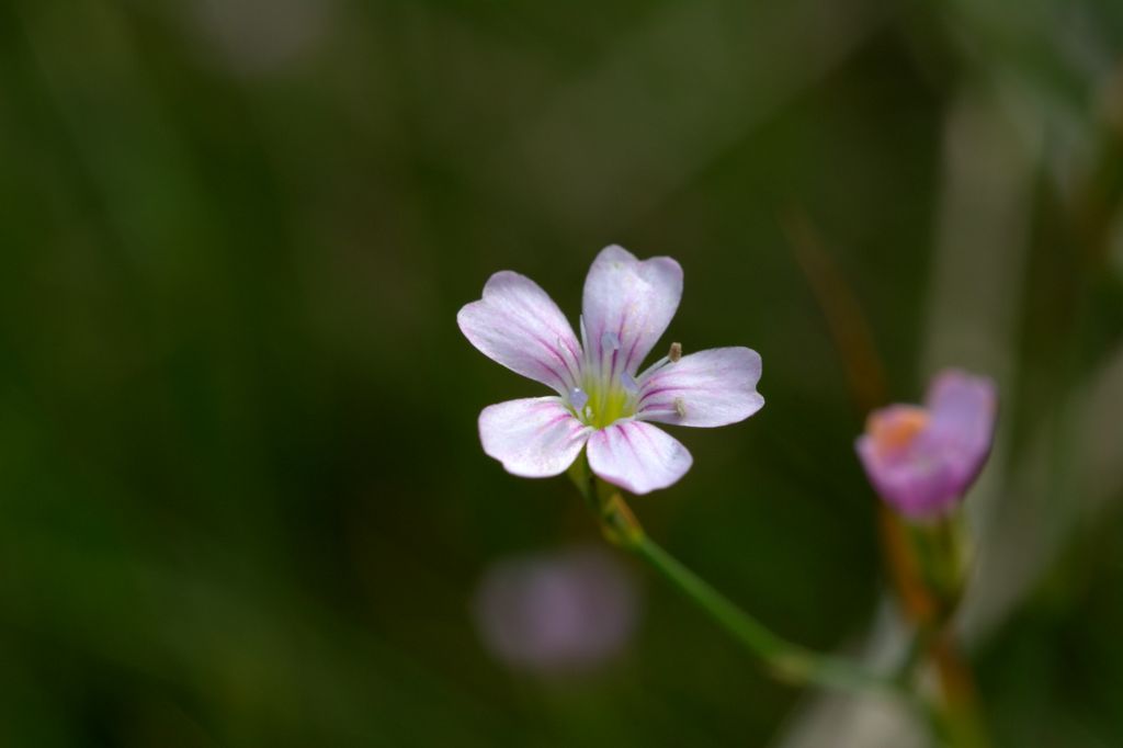 Petrorhagia saxifraga
