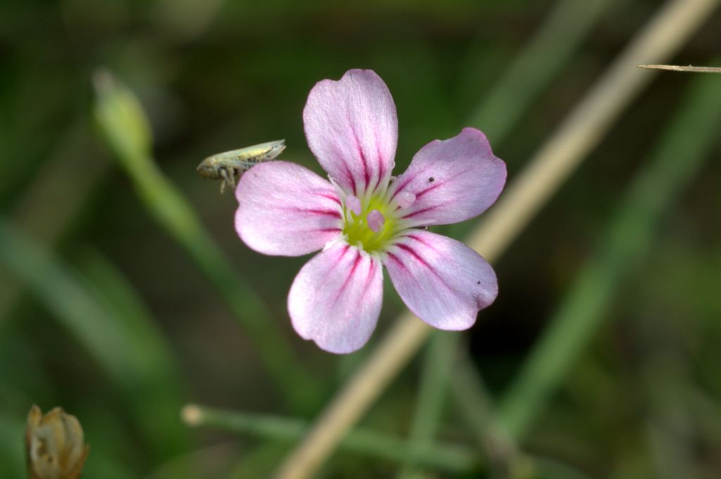 Petrorhagia saxifraga