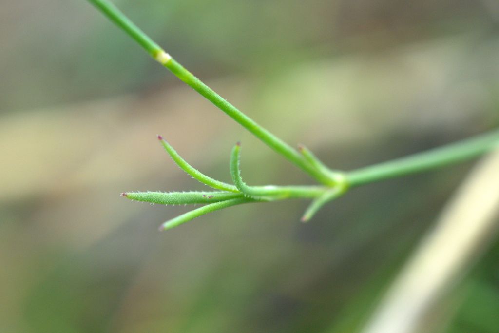 Petrorhagia saxifraga
