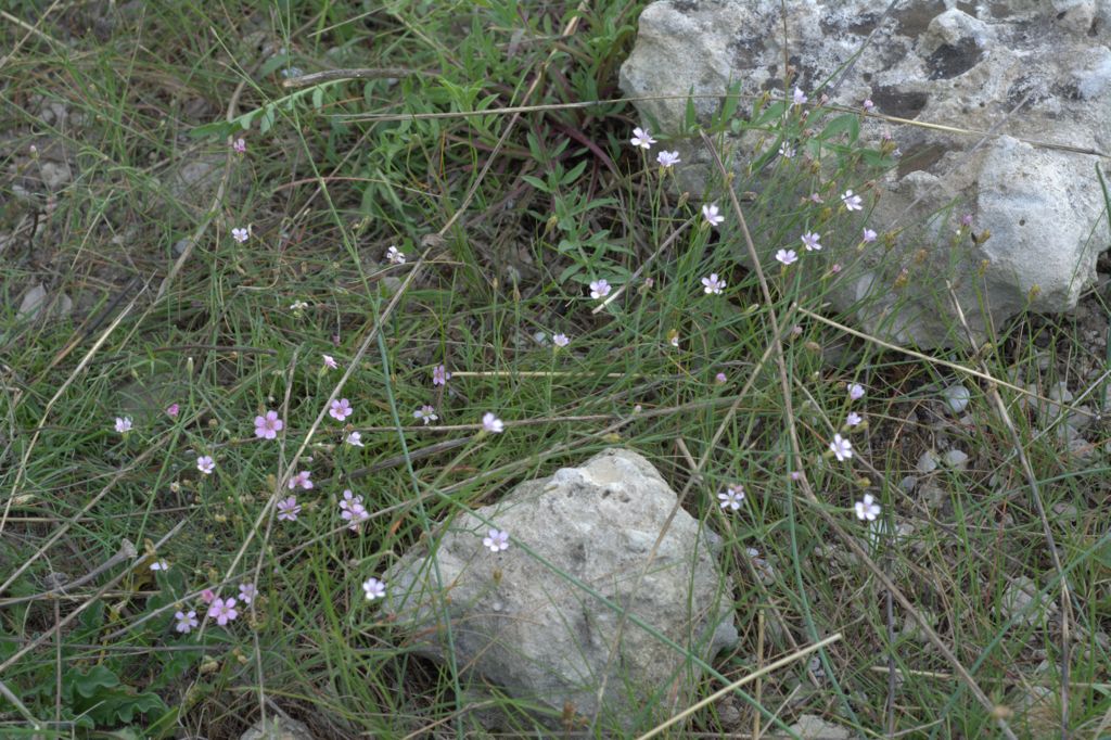 Petrorhagia saxifraga