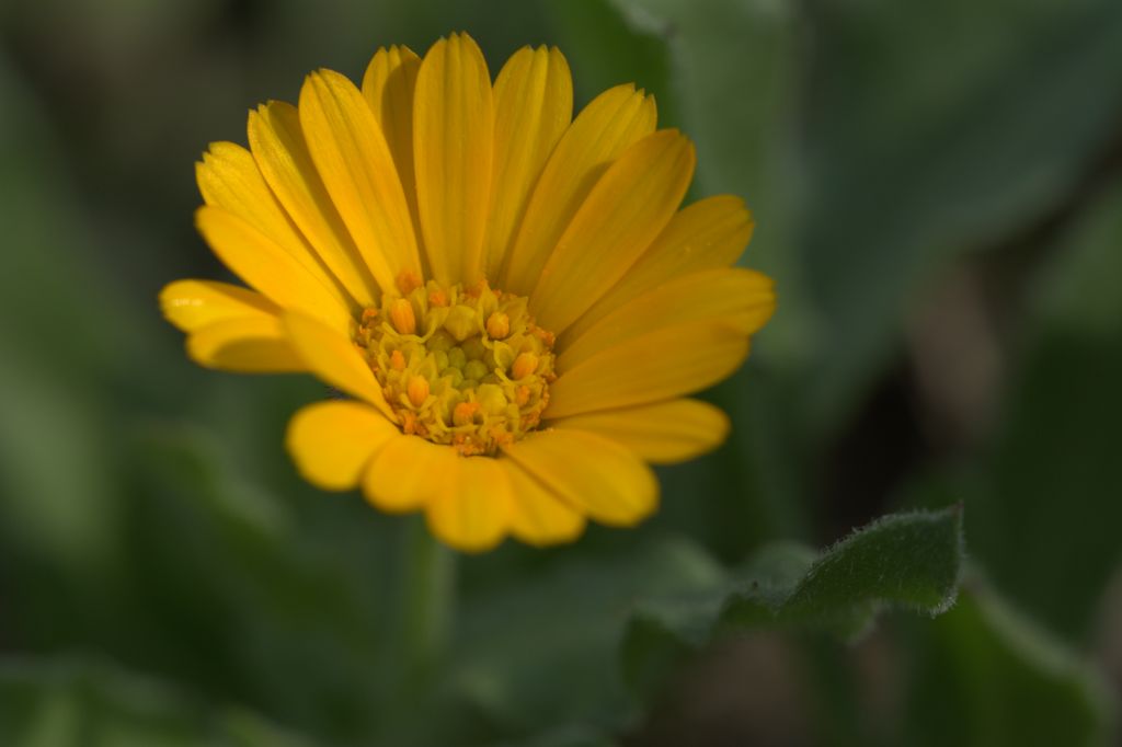 Calendula arvensis / Fiorrancio selvatico