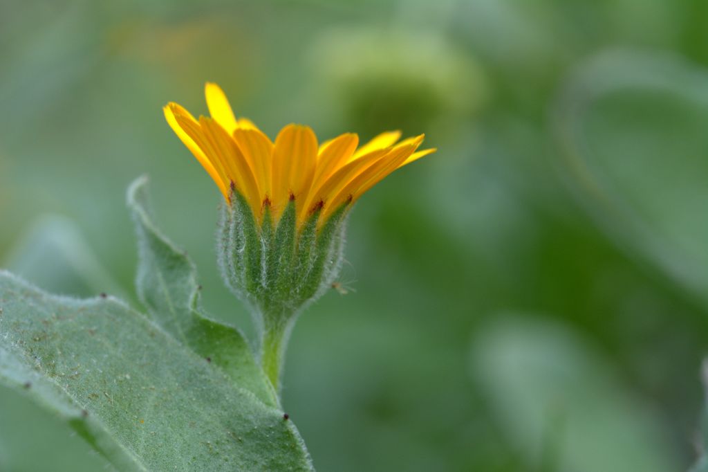 Calendula arvensis / Fiorrancio selvatico