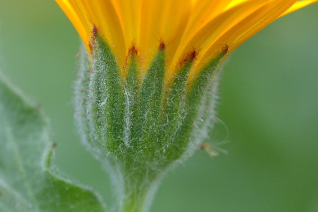 Calendula arvensis / Fiorrancio selvatico