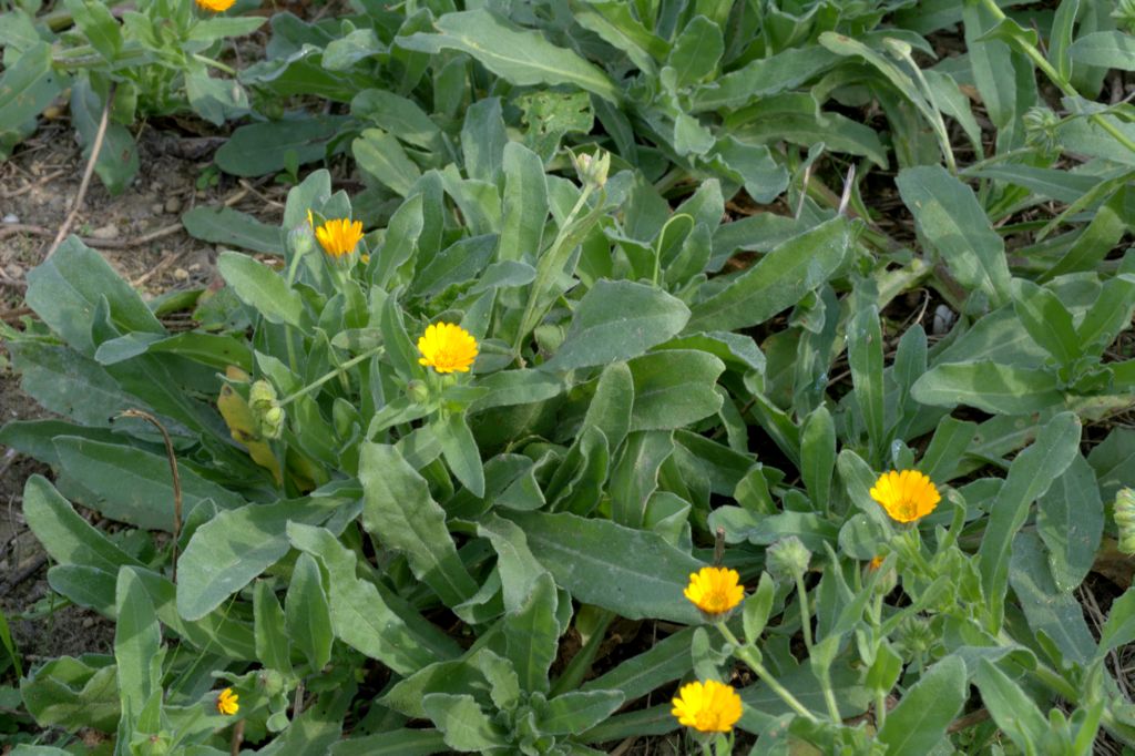 Calendula arvensis / Fiorrancio selvatico
