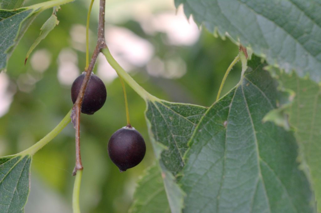 Celtis australis / Bagolaro