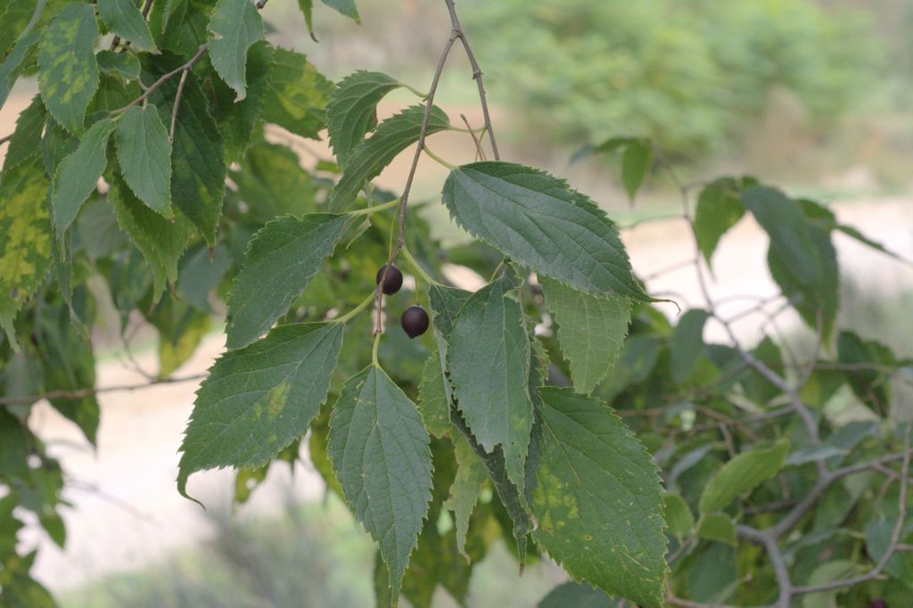Celtis australis / Bagolaro