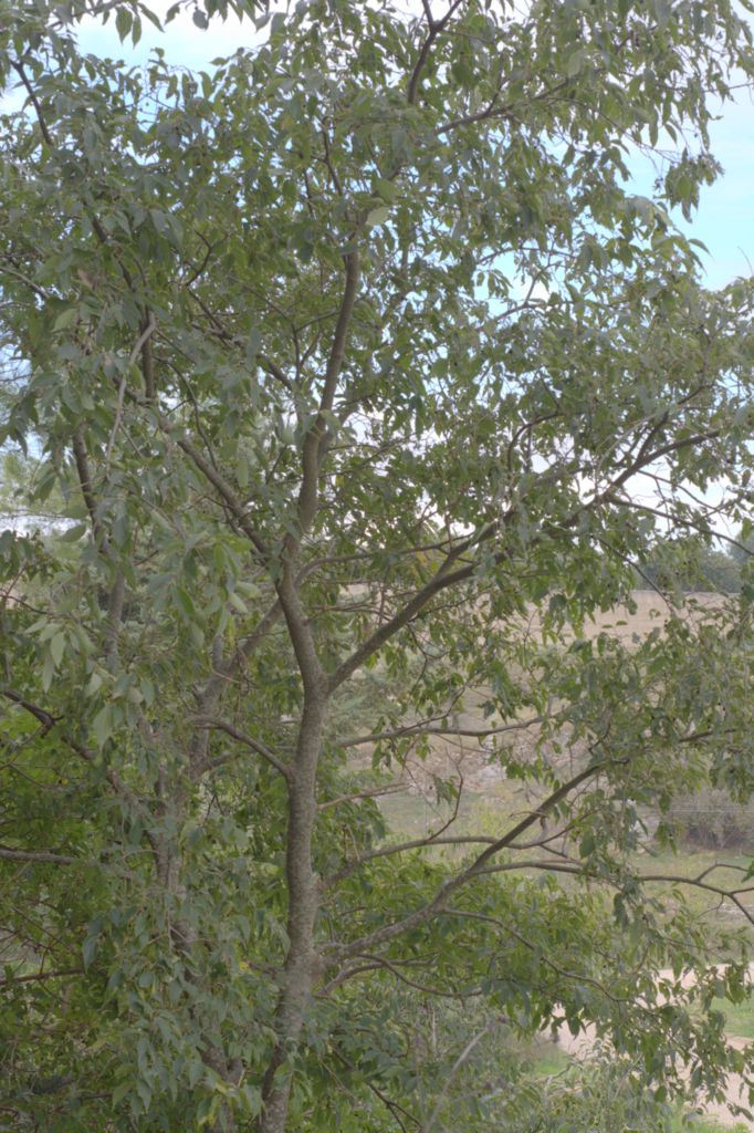 Celtis australis / Bagolaro