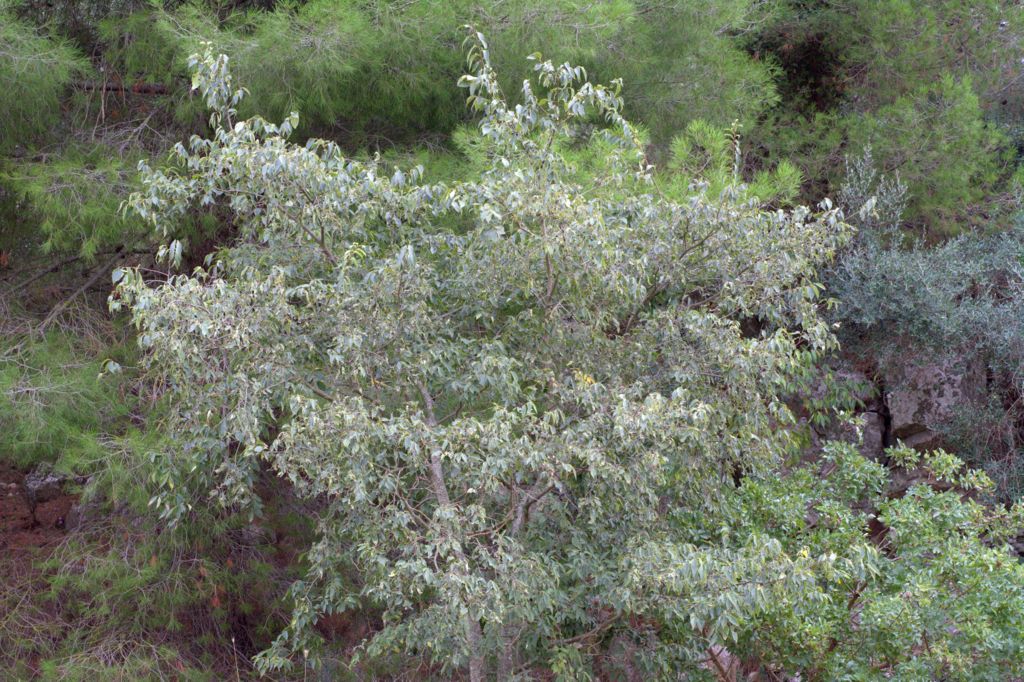 Celtis australis / Bagolaro