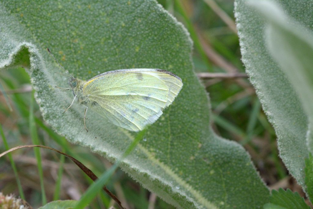Pieris rapae? - S