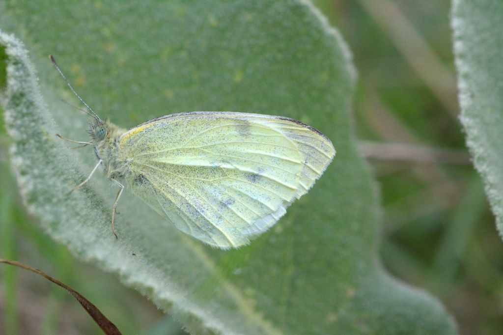 Pieris rapae? - S