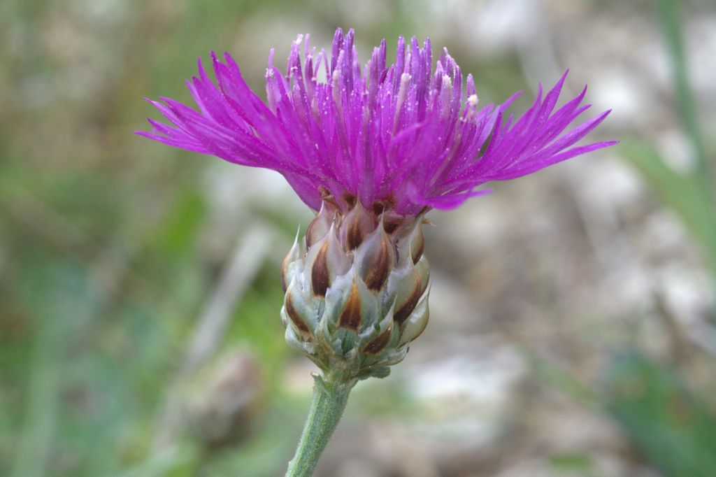 Centaurea deusta / Fiordaliso cicalino