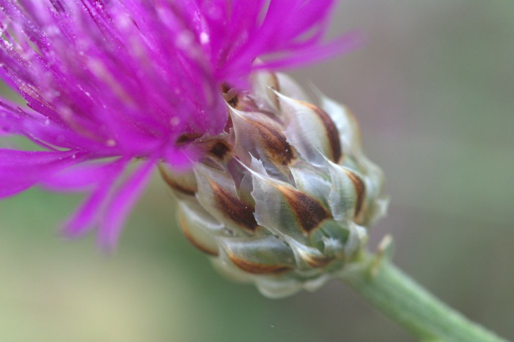 Centaurea deusta / Fiordaliso cicalino