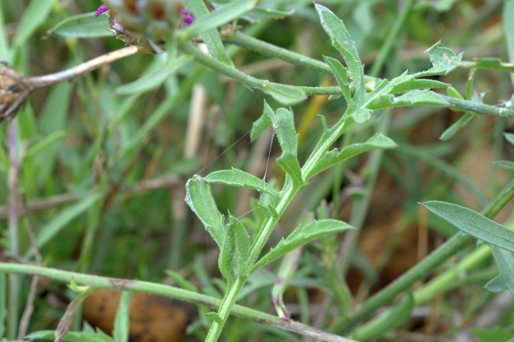 Centaurea deusta / Fiordaliso cicalino