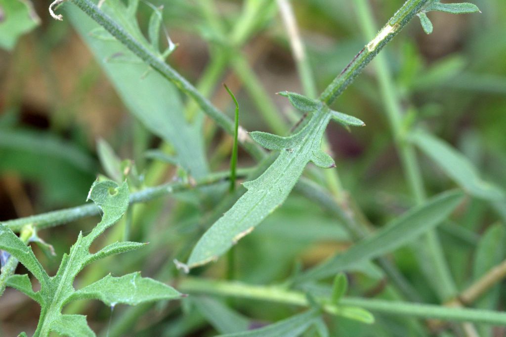 Centaurea deusta / Fiordaliso cicalino