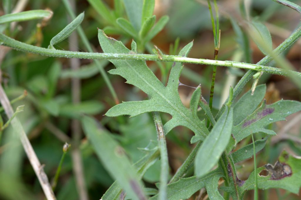 Centaurea deusta / Fiordaliso cicalino