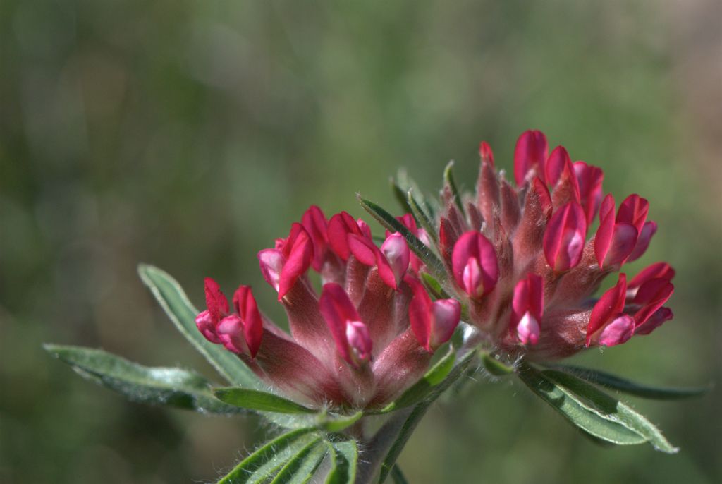 Anthyllis vulneraria subsp. rubriflora / Vulneraria a fiori rossi