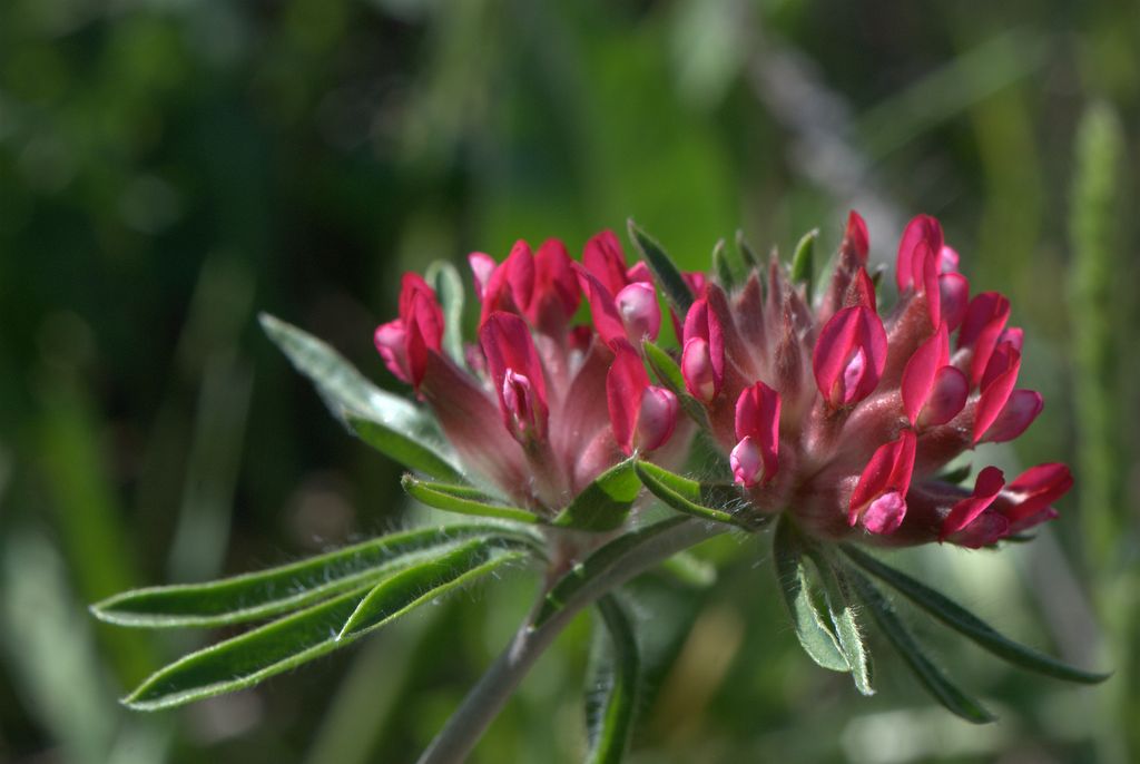 Anthyllis vulneraria subsp. rubriflora / Vulneraria a fiori rossi