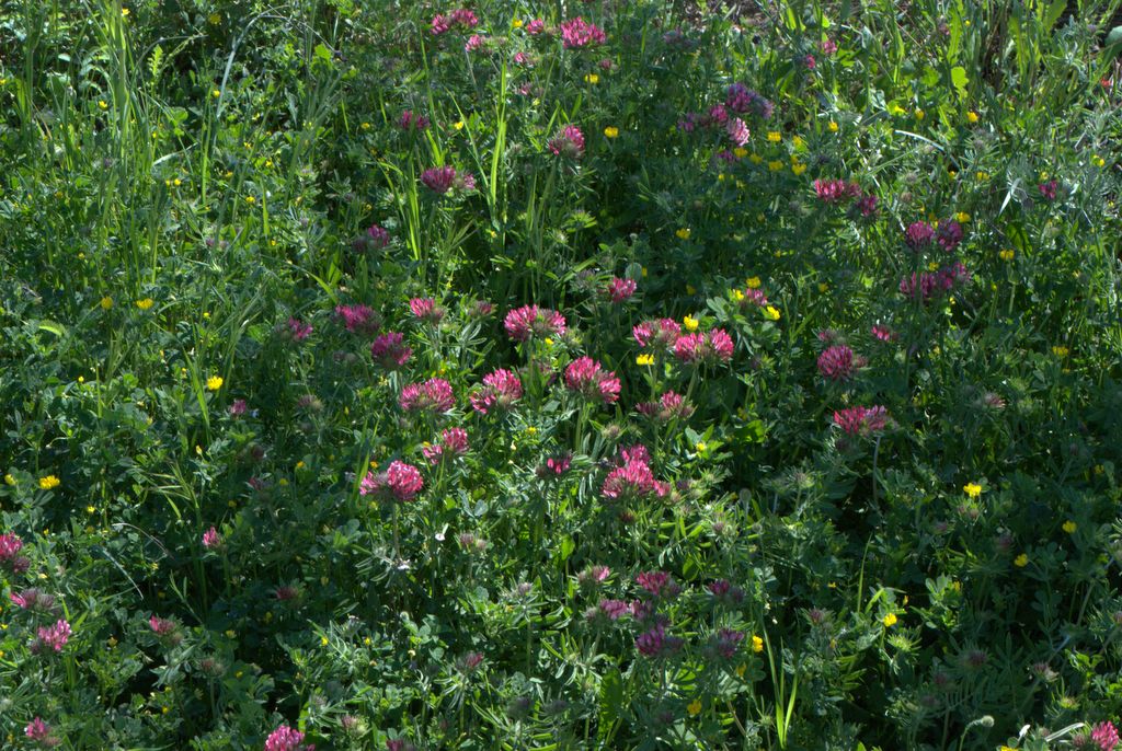 Anthyllis vulneraria subsp. rubriflora / Vulneraria a fiori rossi