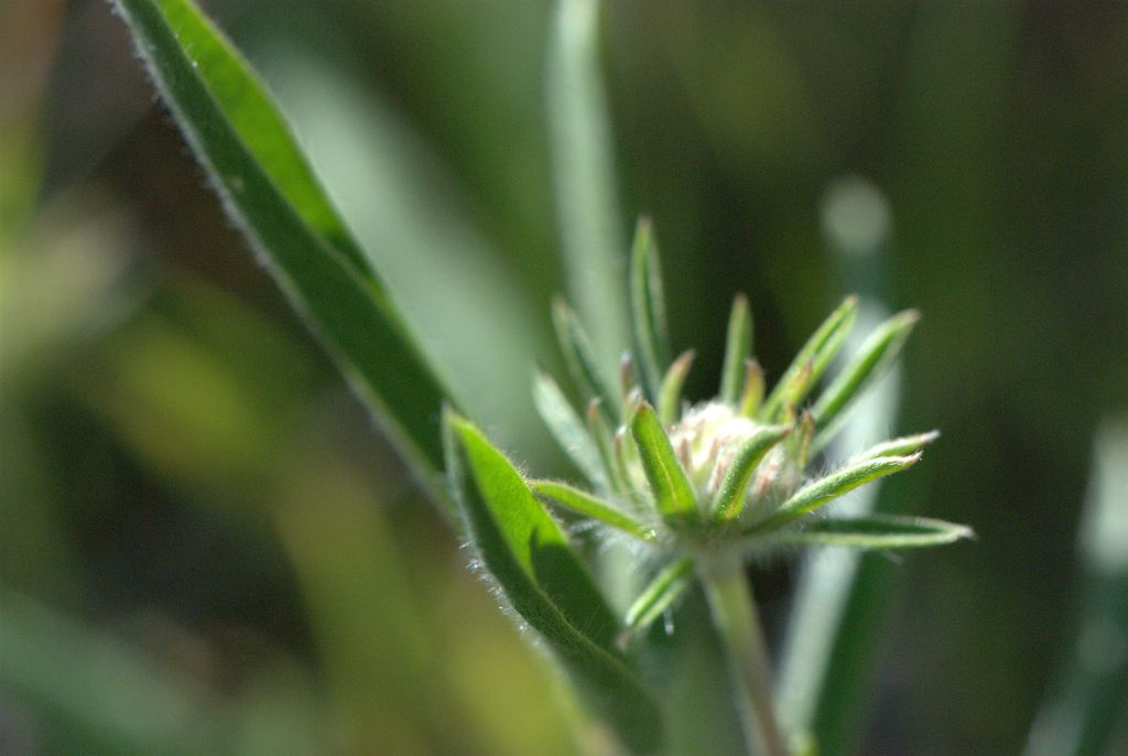 Anthyllis vulneraria subsp. rubriflora / Vulneraria a fiori rossi