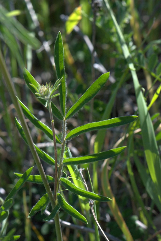 Anthyllis vulneraria subsp. rubriflora / Vulneraria a fiori rossi
