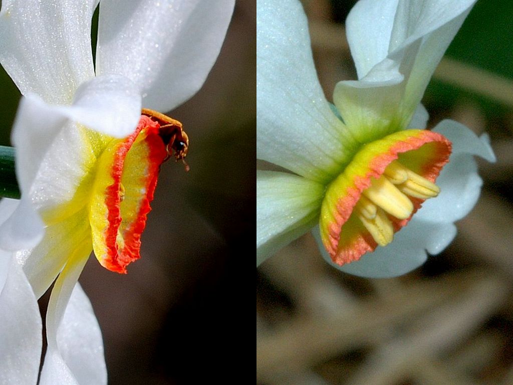 Differenze narcissus