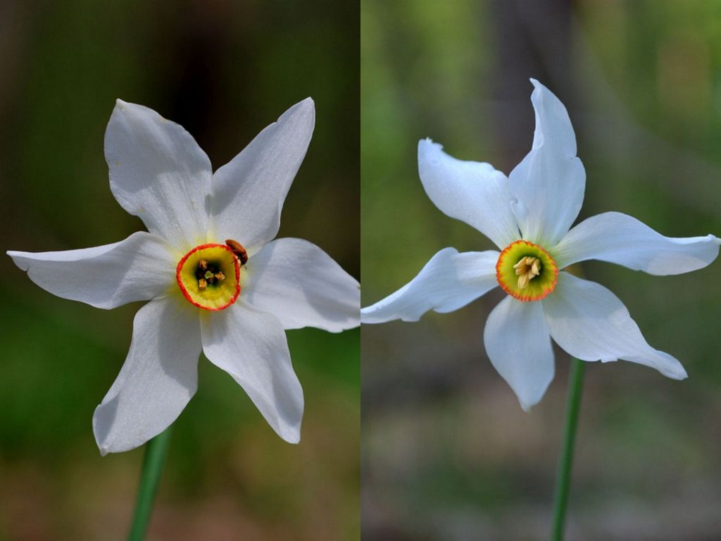 Differenze narcissus