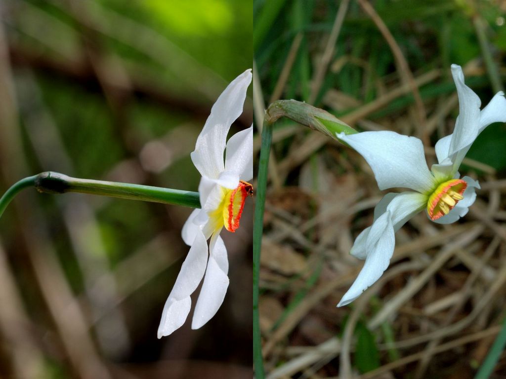 Differenze narcissus