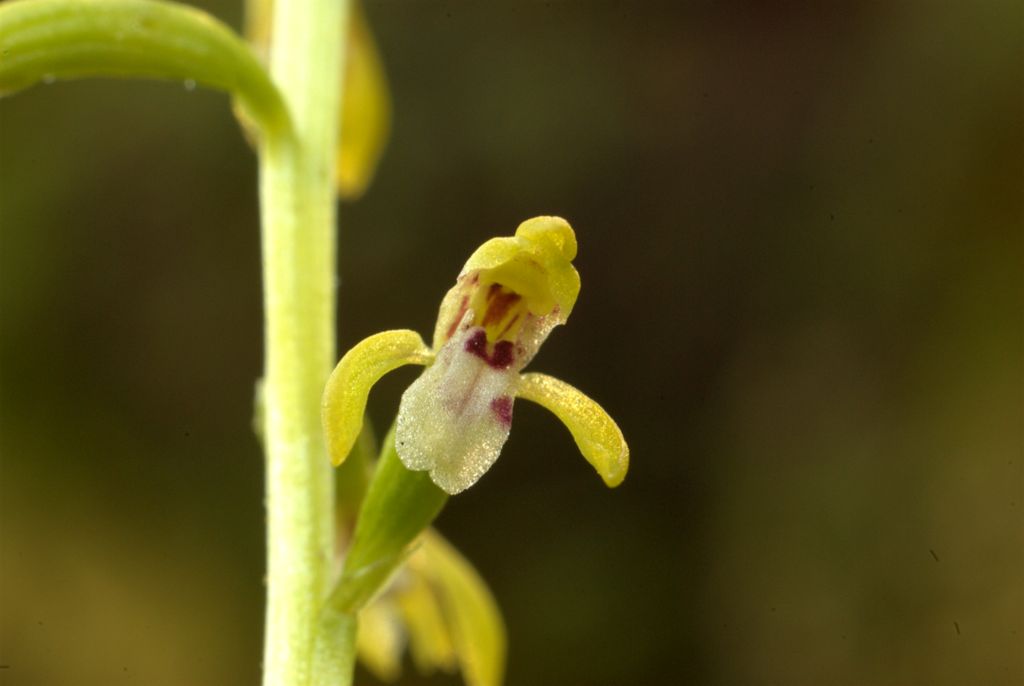 Corallorhiza trifida