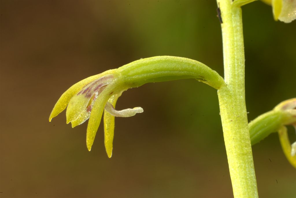 Corallorhiza trifida