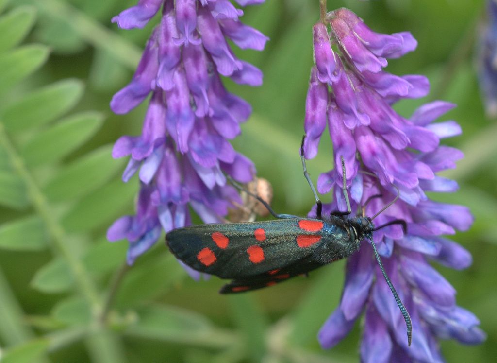 Zygaena1