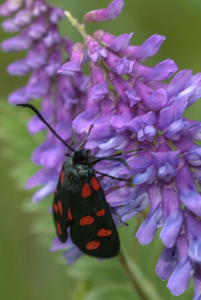 Zygaena1