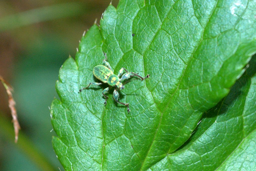Curculionidae: Phyllobius arborator