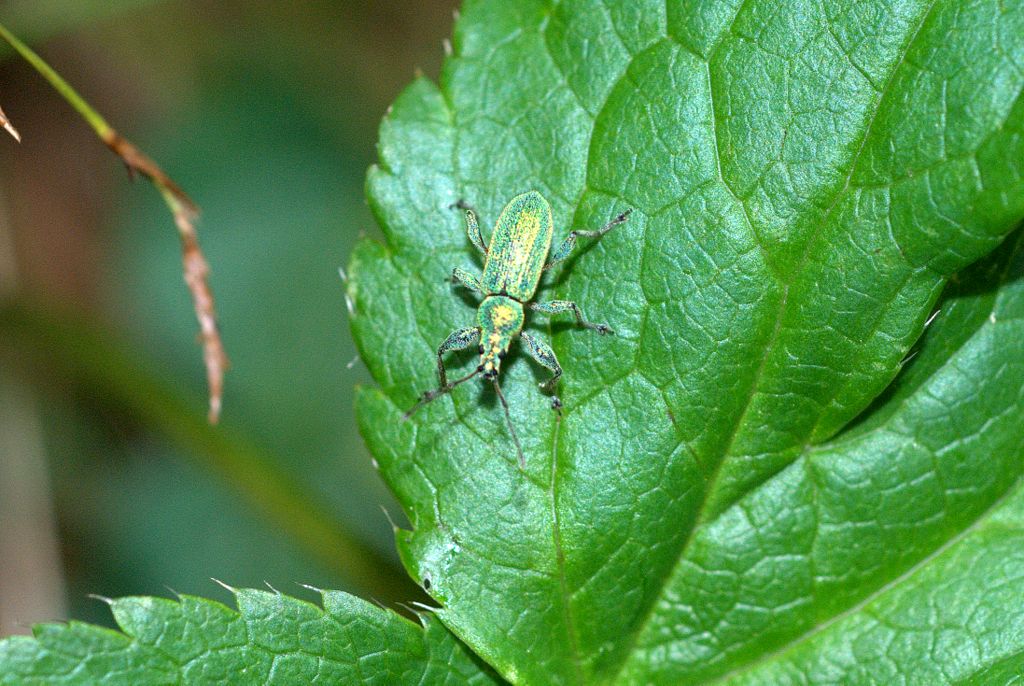 Curculionidae: Phyllobius arborator