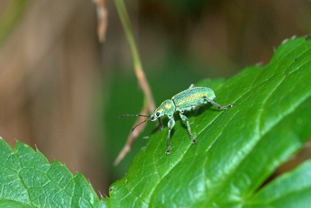 Curculionidae: Phyllobius arborator