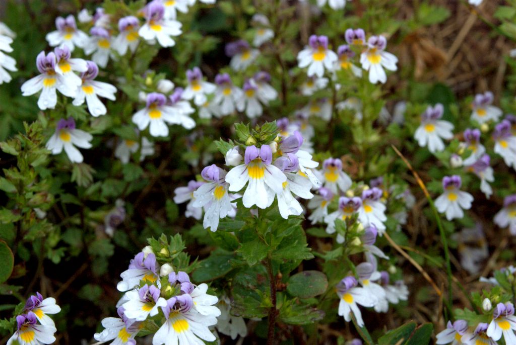 euphrasia?